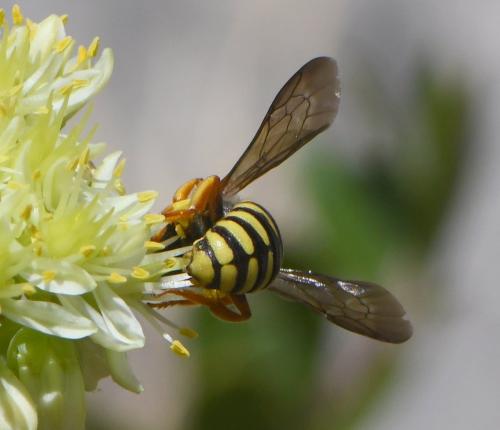 Réf. 262 773 : Rhodanthidium infuscatum